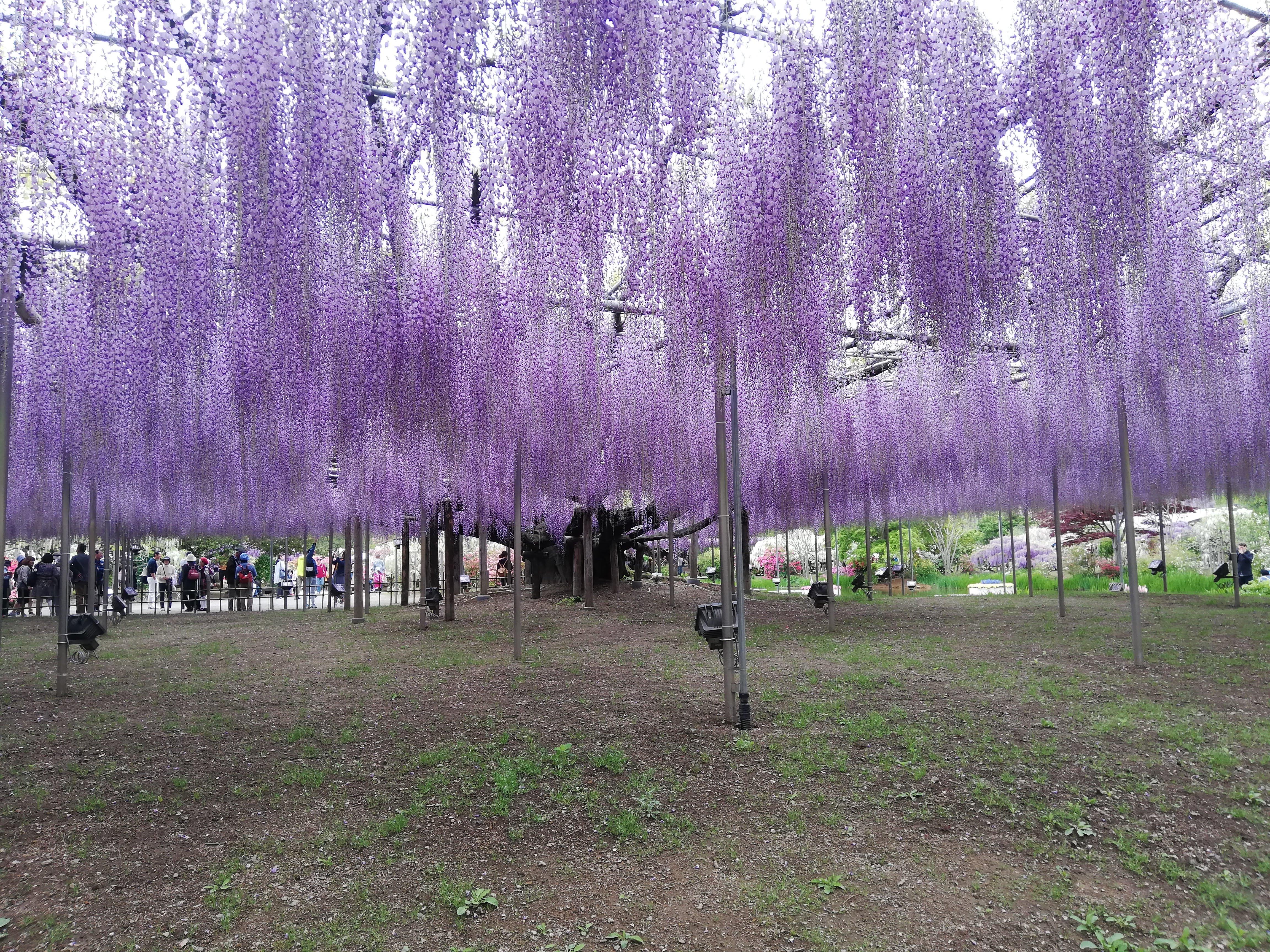 Where to See Wisteria Flowers Near Tokyo : Blog