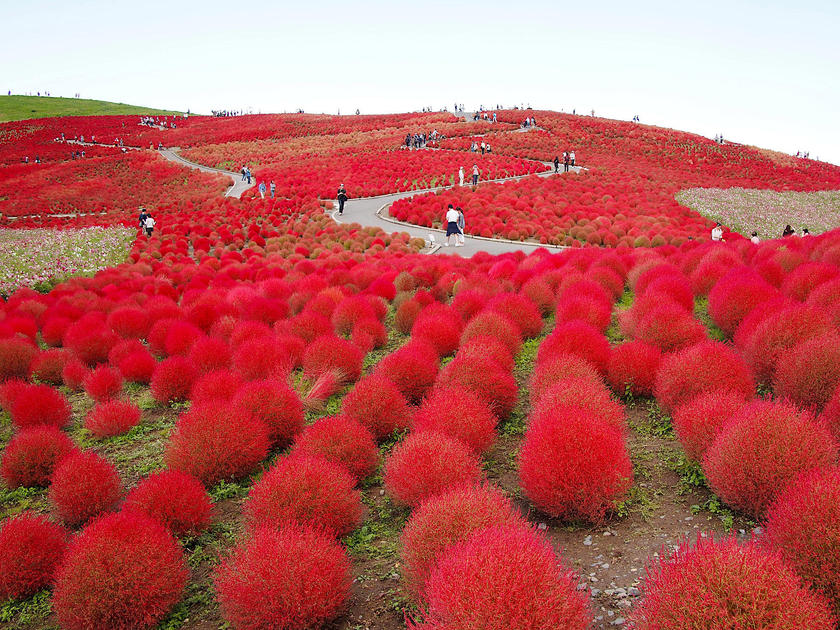 Where to See Autumn Flowers Near Tokyo