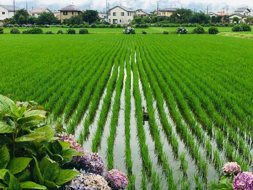 Hydrangeas and Rice Paddies in Kaisei Town
