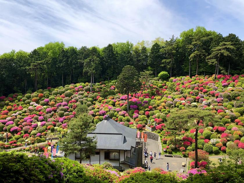 May Flowers in Japan and Where to See Them