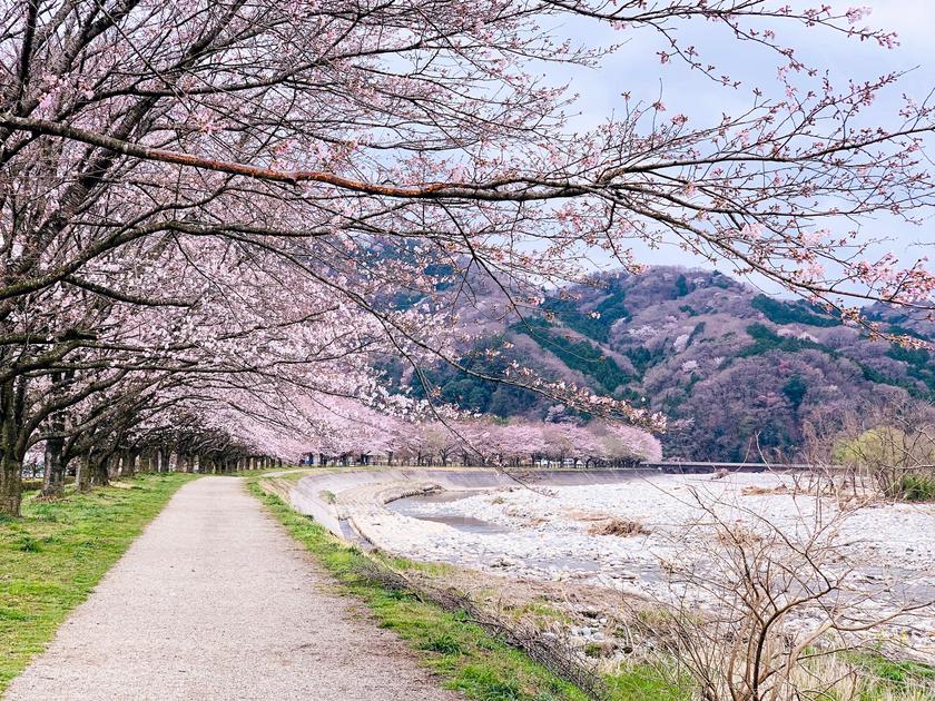 Hidden Sakura Spots in Tokyo