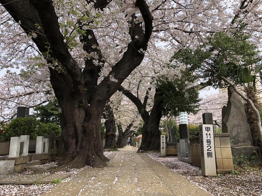 Why you should visit Yanaka in Tokyo