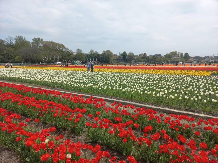 Giant Tulip Garden in Tokyo: MUST-SEE in April