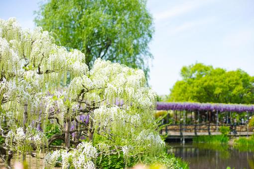 Where to See Wisteria Flowers Near Tokyo