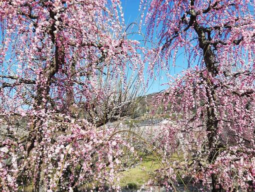 Plum Paradise in Yugawara and Odawara