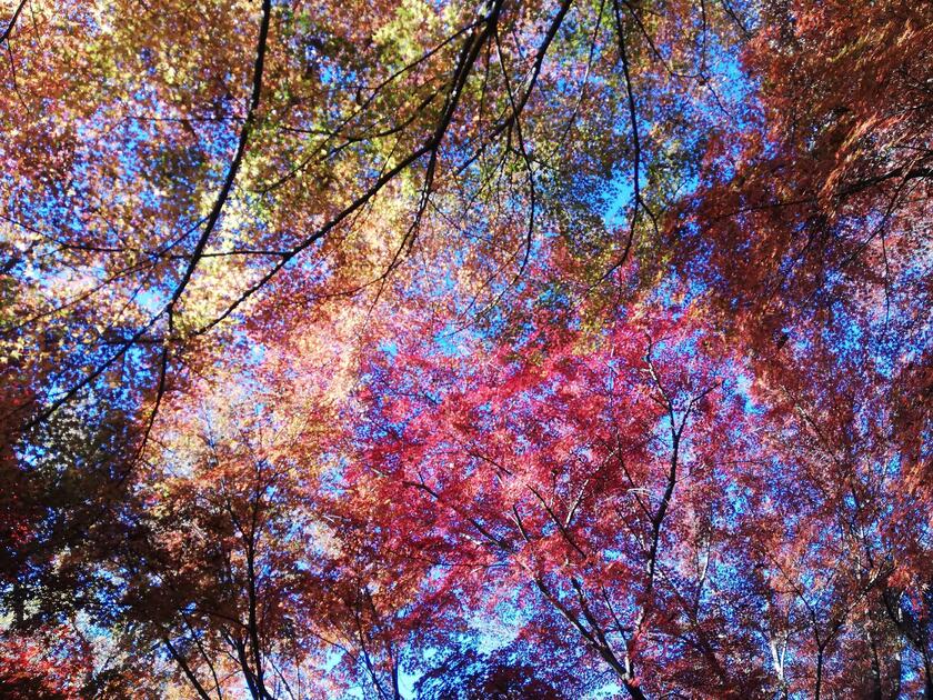 Autumn at Heirin-ji Temple, Saitama