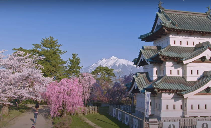 The BEST Cherry Blossom Spot in Japan?