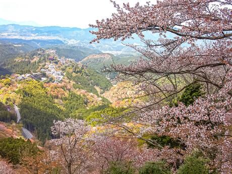 Historic and Natural Guided Hike in Yoshino